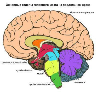 Какво е мозъка му структура и функция