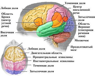 Какво е мозъка му структура и функция