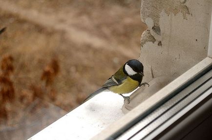 Какво означава, когато птица чука на прозореца - какво означава