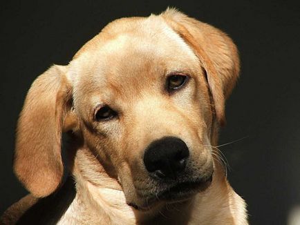 Темпера в кучета симптоми, начини за заразяване, лечение