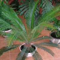 Tsiperus, подходящи грижи на палмово дърво у дома, и да споделят тайните на развъждане