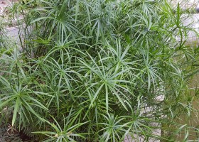Tsiperus грижи и репродукция в дома