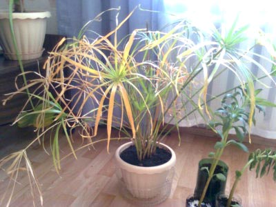 Tsiperus грижи, поливане, пресаждане и размножаване в дома