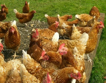 Пилета кълват помежду си за кръвта, която се прави, лечение