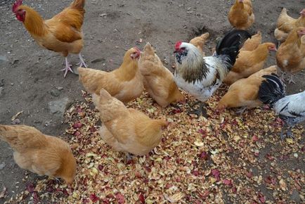 Пилета кълват помежду си за кръвта, която се прави, лечение