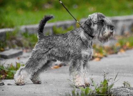Миниатюрен шнауцер куче снимка, цена, описание порода, характер, видео