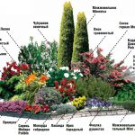 Цветна градина в страната със собствените си ръце - проектиране, видове, дизайнерски идеи, графики, опции