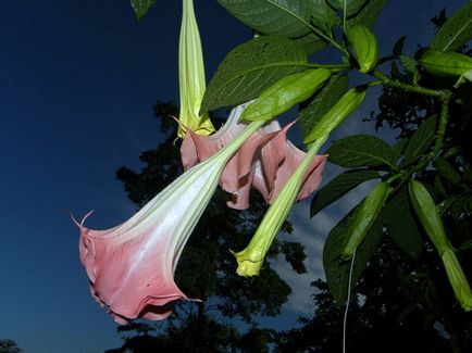 Brugmansia цвете - отглеждане на семена, отглеждане и грижи за Brugmansia