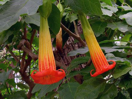 Brugmansia цвете - отглеждане на семена, отглеждане и грижи за Brugmansia