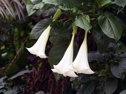 Brugmansia цвете - отглеждане на семена, отглеждане и грижи за Brugmansia