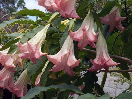 Brugmansia цвете - отглеждане на семена, отглеждане и грижи за Brugmansia