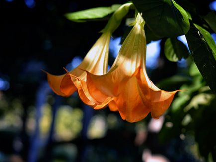 Brugmansia цвете - отглеждане на семена, отглеждане и грижи за Brugmansia