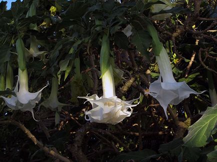 Brugmansia цвете - отглеждане на семена, отглеждане и грижи за Brugmansia