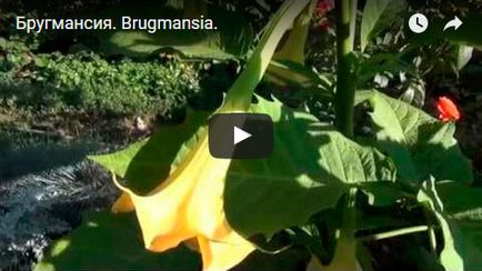 Brugmansia цвете - отглеждане на семена, отглеждане и грижи за Brugmansia