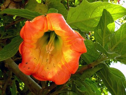 Brugmansia цвете - отглеждане на семена, отглеждане и грижи за Brugmansia