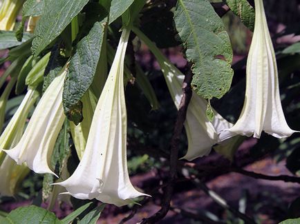 Brugmansia цвете - отглеждане на семена, отглеждане и грижи за Brugmansia