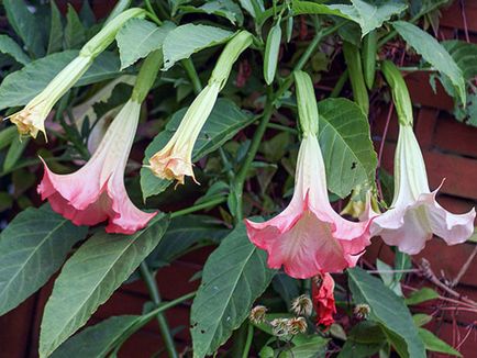 Brugmansia цвете - отглеждане на семена, отглеждане и грижи за Brugmansia