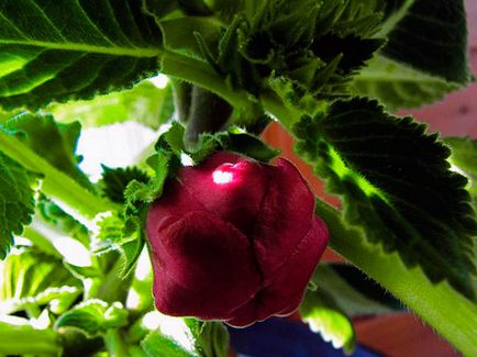 Цвете глоксиния - грижа в дома на глоксиния семена, посадъчен и развъждане Глоксин;