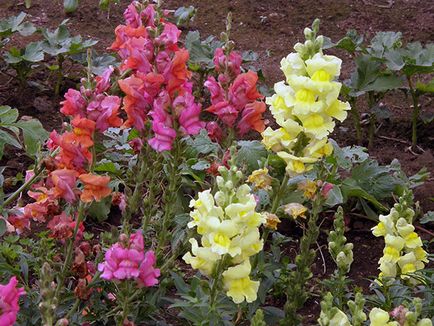 Snapdragon цвете - засаждане и грижи, снимки на snapdragons, растящи snapdragons от семена;