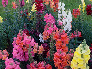 Snapdragon цвете - засаждане и грижи, снимки на snapdragons, растящи snapdragons от семена;