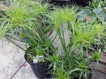 tsiperus цветя - грижи дом за пренос и възпроизвеждане tsiperusa; дом tsiperus изсъхва