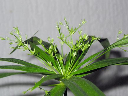 tsiperus цветя - грижи дом за пренос и възпроизвеждане tsiperusa; дом tsiperus изсъхва