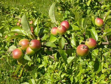Wild ябълка описание дърво и плодове
