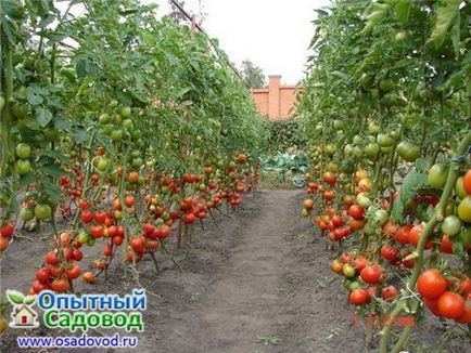 Преди някой от домати могат да бъдат засадени на открито място