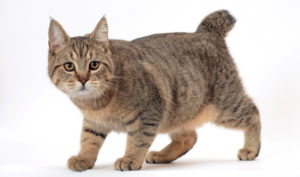 Домашна котка, рис и Karaketov тънкостите на грижи и хранене