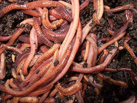 Земните червеи - видове, структура и тяхната роля в природата и vermiculture, домашно стопанство