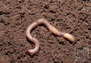 Земните червеи - видове, структура и тяхната роля в природата и vermiculture, домашно стопанство