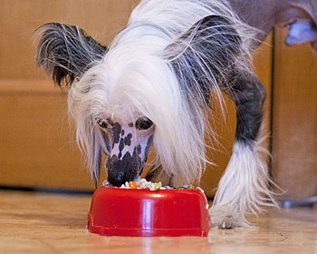 Ако кучето не яде - лош апетит при кучета - ако кучето не яде суха храна