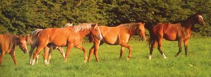 Налице е надежден кон в Каубой - представляват породата - конния свят
