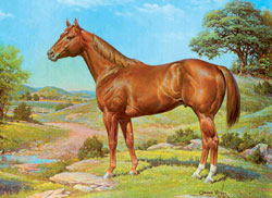 Налице е надежден кон в Каубой - представляват породата - конния свят
