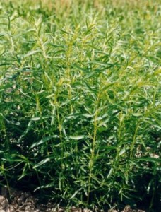 Естрагон (естрагон) расте от семена на открито място засаждане и грижи