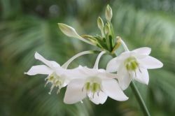 Euharis (Amazon лилия) описание, родното място на цвете, грижи у дома, пресаждане, поливане,