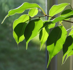 Ficus култивиране и поддържане benjamina, примерно имение