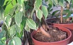 Ficus култивиране и поддържане benjamina, примерно имение