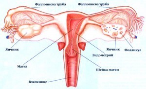 Физиология момичета защо ние трябва ежемесечно