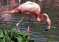 Flamingo - това