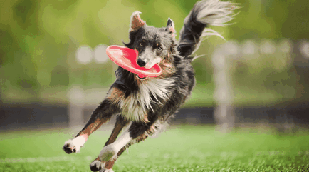 Фризби куче (фризби куче) - история, порода, правилата на конкуренцията