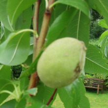 Къде и как да расте бадеми в България и снимки