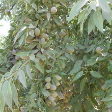 Къде и как да расте бадеми в България и снимки