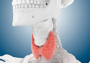 Къде е щитовидната жлеза и какви са размерите му
