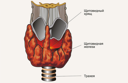Къде е щитовидната жлеза и какви са размерите му