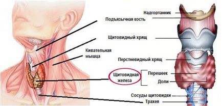 Къде е щитовидната жлеза при мъже и жени снимки