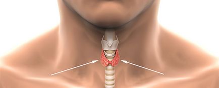 Къде е щитовидната жлеза при мъже и жени снимки