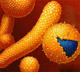 Хепатит B и какво е то и как се предава, симптоми на инфекциозно заболяване, диагностика и лечение на Botkin