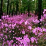 Hibiscus градина засаждане и грижи в открито поле, възпроизводството