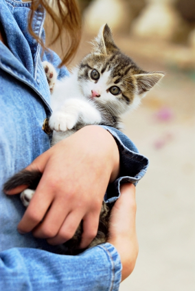 Червеи коте симптоми (NPK лодката) Червеи коте симптоми